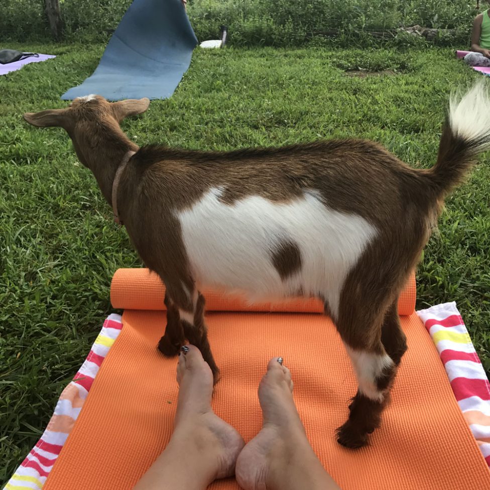 goat-yoga-jackie-reeve